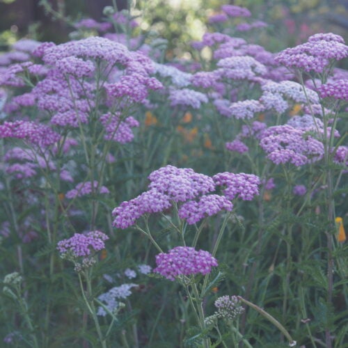 Pink yarrow flower umbels blooming atop fern-like foliage