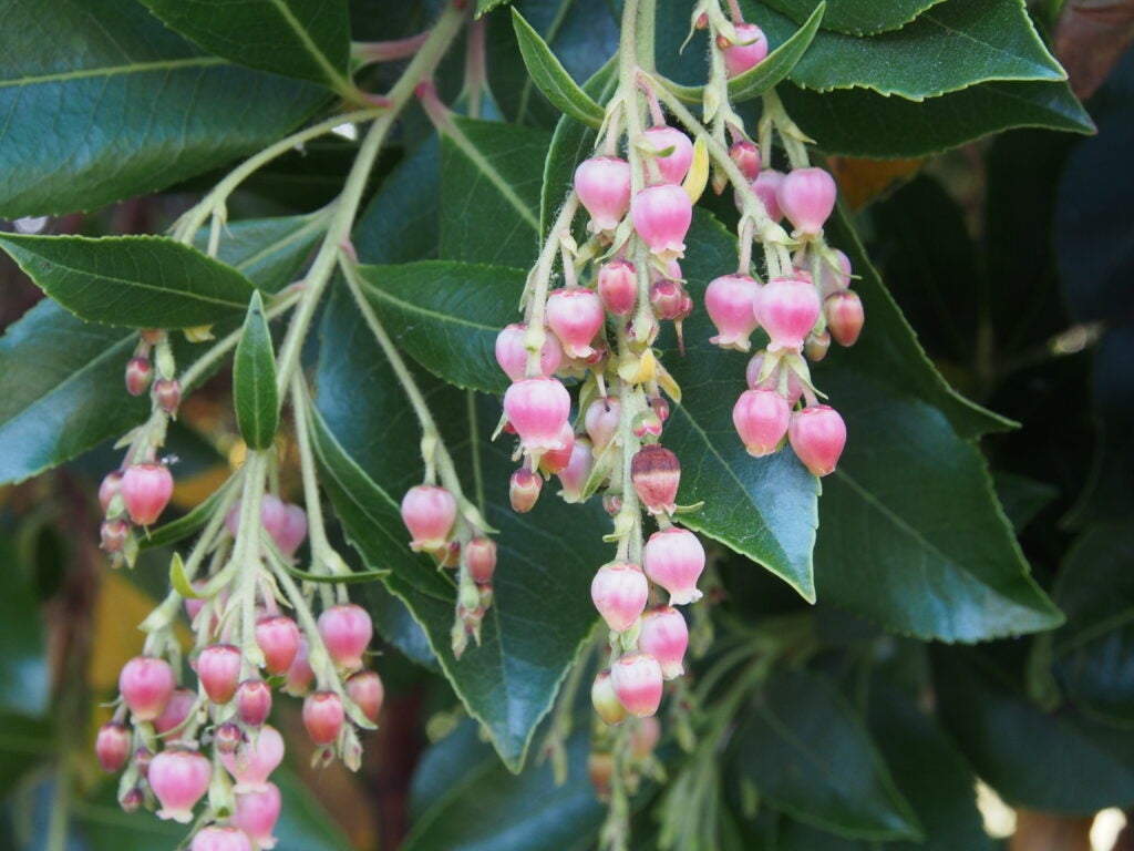 Pink bell shaped flowers amidst green foliage