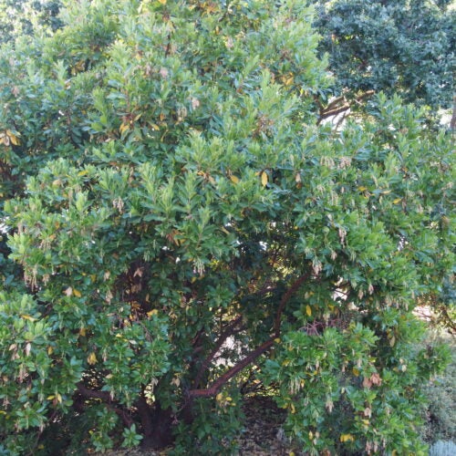 Medium green tree in a garden setting