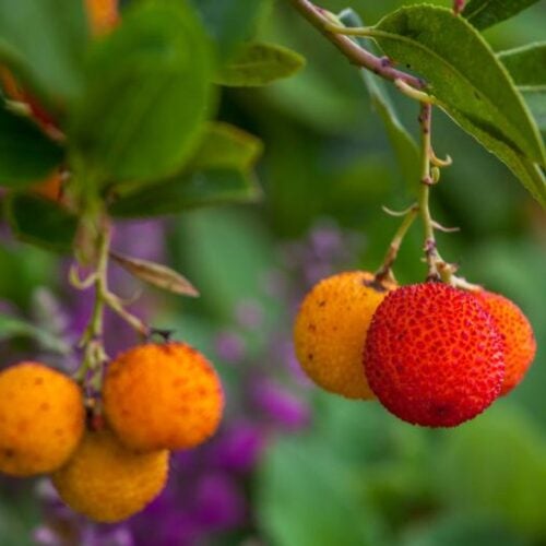 Red and orange fruits amongst foliage of Arbutus unedo tree