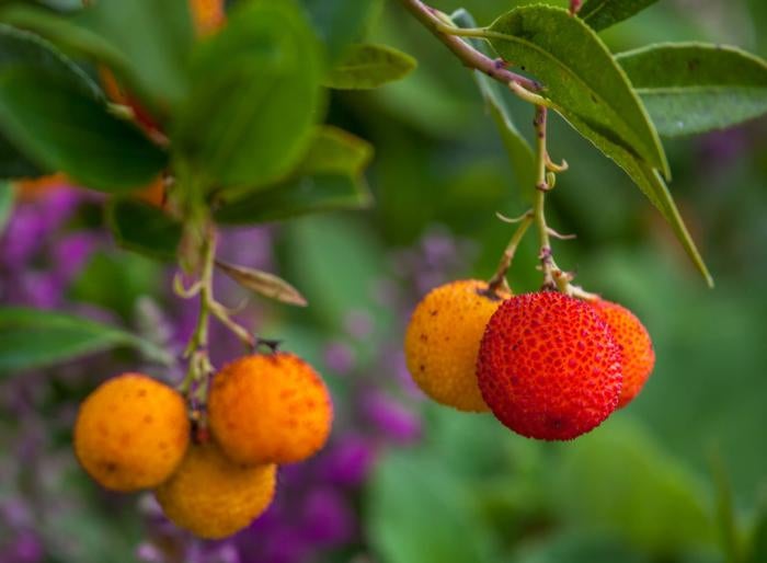 Red and orange fruits amongst foliage of Arbutus unedo tree