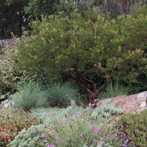 Tree form of manzanita in a natural garden setting
