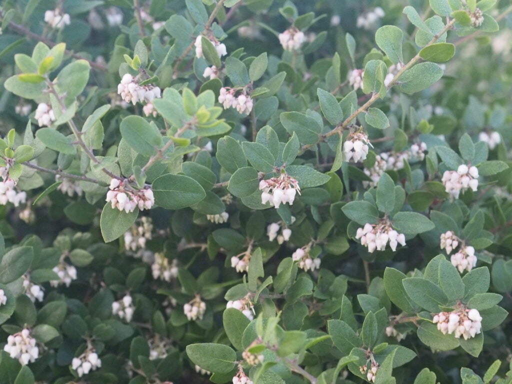 Manzanita foliage with white bell-shaped flowers