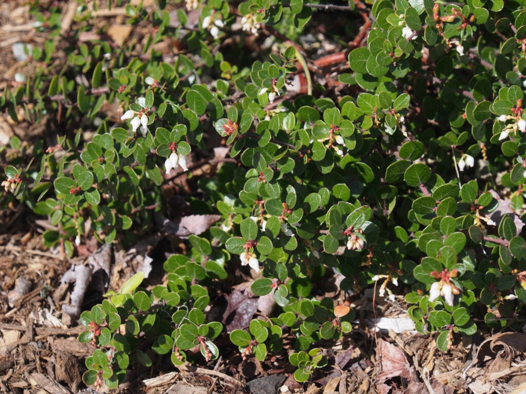 Groundcover form of manzanita with bell-shaped white flowers