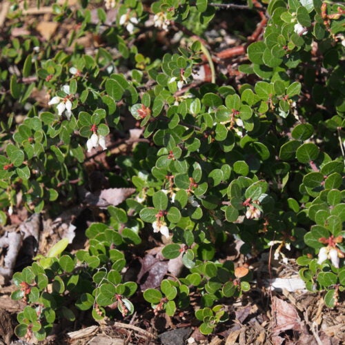 Groundcover form of manzanita with bell-shaped white flowers