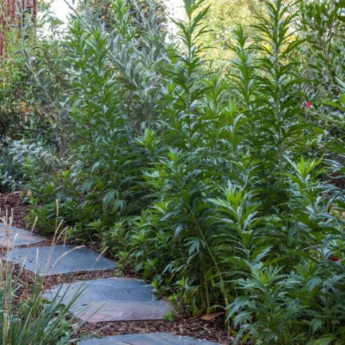 Herbaceous plants growing along a partially shaded stepping stone path