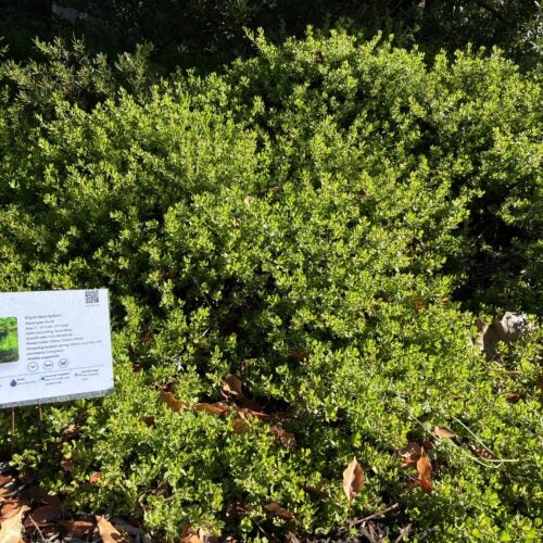 Green groundcover shrub with a 'Baccharis pilularis - Coyote Bush' plant label sign