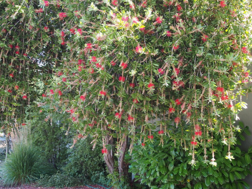 Callistemon tree