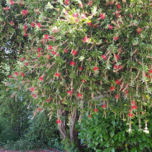 Callistemon tree