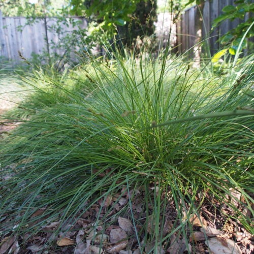 Green bunch grass shown in a backyard natural garden setting