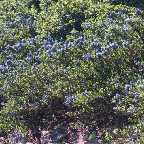Green shrub with blue flowers in a natural setting