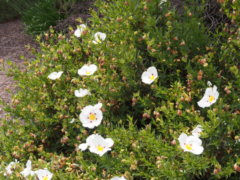 Soft green shrub in a garden with white flowers with yellow centers surrounded by crimson dots