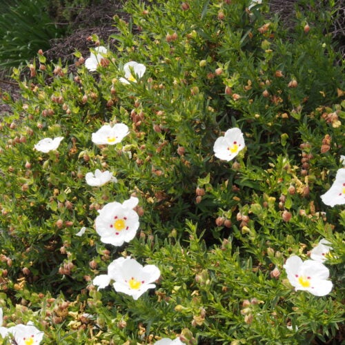 Soft green shrub in a garden with white flowers with yellow centers surrounded by crimson dots