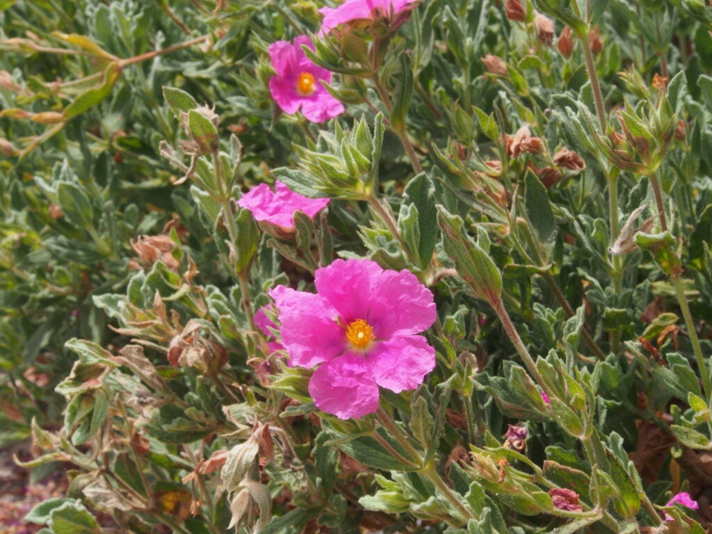 Pink flowers with yellow centers among soft green foliage