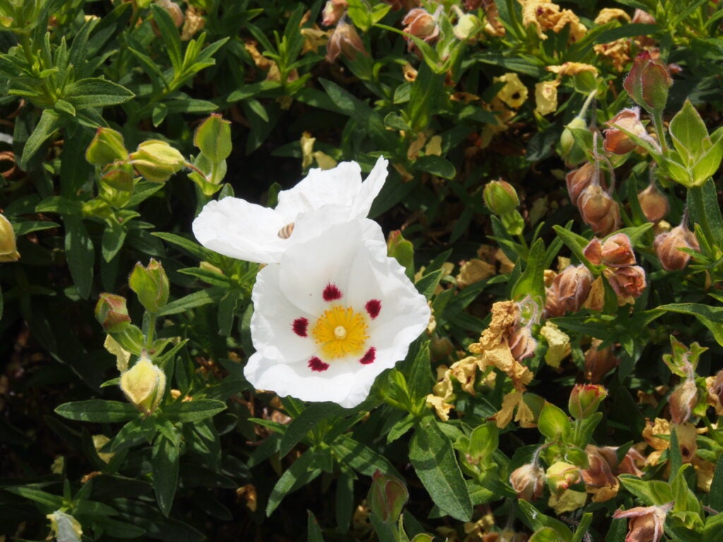 White flower with yellow center bordered by crimson dots, surrounded by soft green foliage