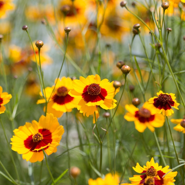 Yelllow, red-centered coreopsis flowers with thin, dainty green stems