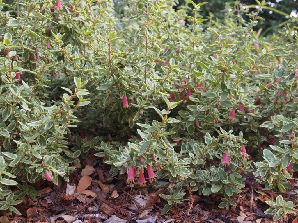 Small shrub with variegated foliage and pink flowers in dappled sunlight