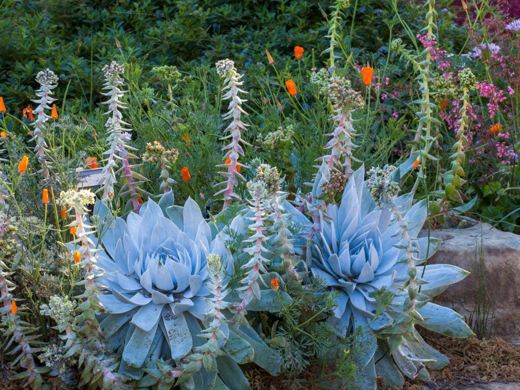2 large light blue succulent plants with flower stalks rising above them in a natural garden setting by a boulder