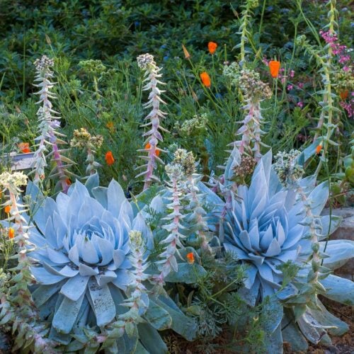 2 large light blue succulent plants with flower stalks rising above them in a natural garden setting by a boulder