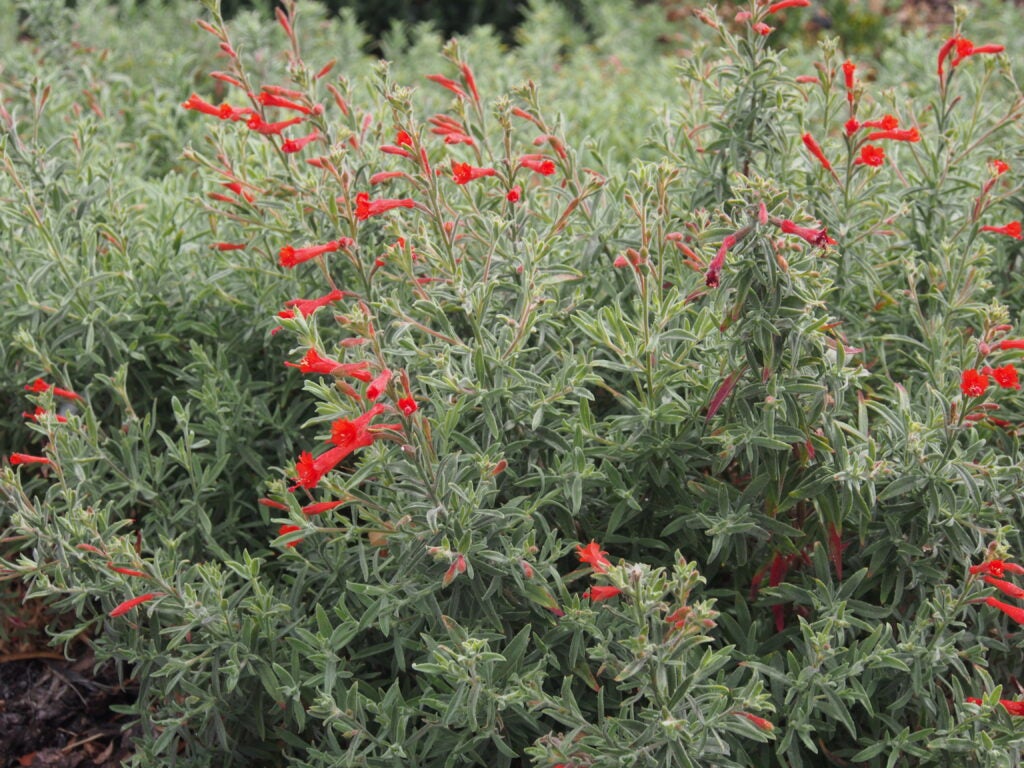 Epilobium plant with grayish green foliage and bright red tubular flowers