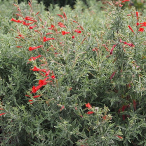 Epilobium plant with grayish green foliage and bright red tubular flowers
