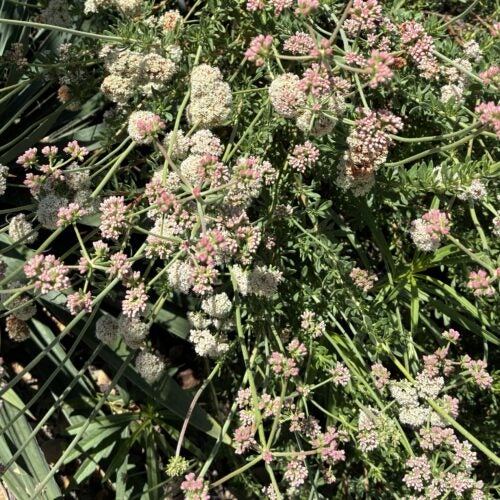 Dense clusters of white and pinkish flowers bloom amid drought tolerant green foliage
