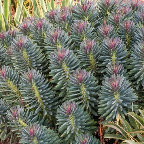 Pinkish purple foliage of a euphorbia plant