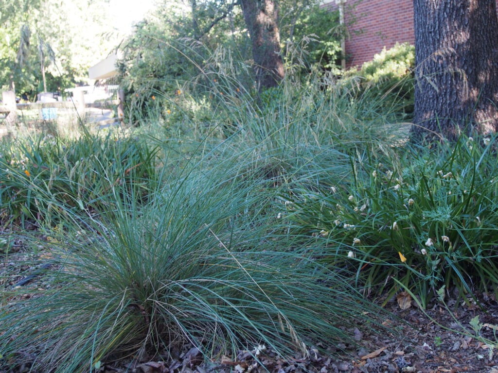 Blueish green bunch grasses under a tree
