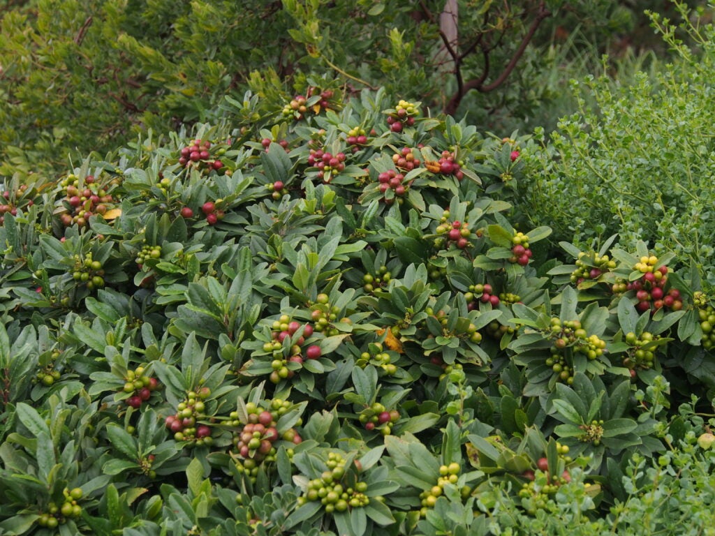 Dense shrub covered with clusters of green and red berries among glossy green leaves in a natural setting.