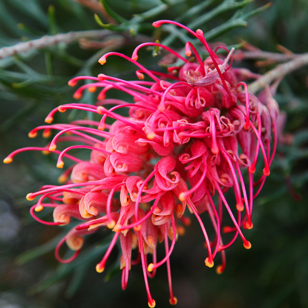 closup of pink grevillea flower