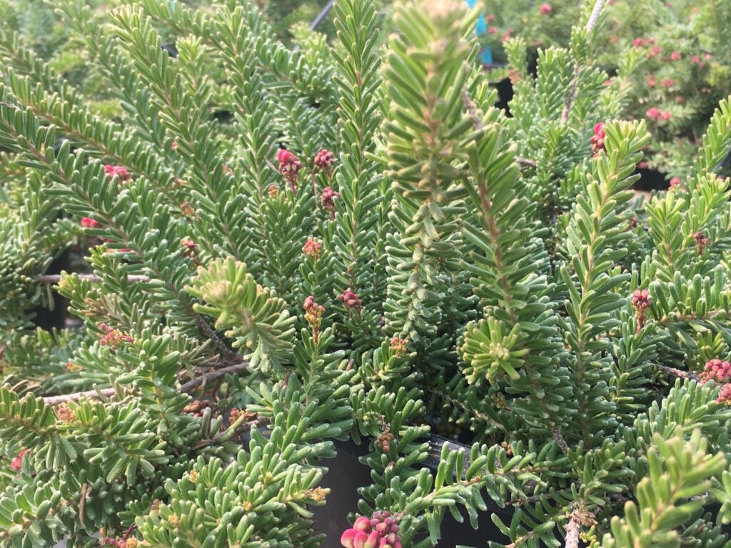 Close up of groundcover plant with soft needle like foliage and pinkish red small flowers