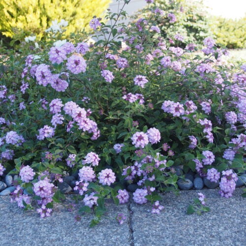 Lilac flowers bloom on a low growing shrub next to a sidewalk