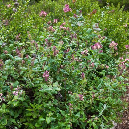Pinkish flowers bloom on a shrubby vining honeysuckle plant in a natural area