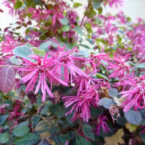 Pink fringed flowers bloom amid purplish green foliage