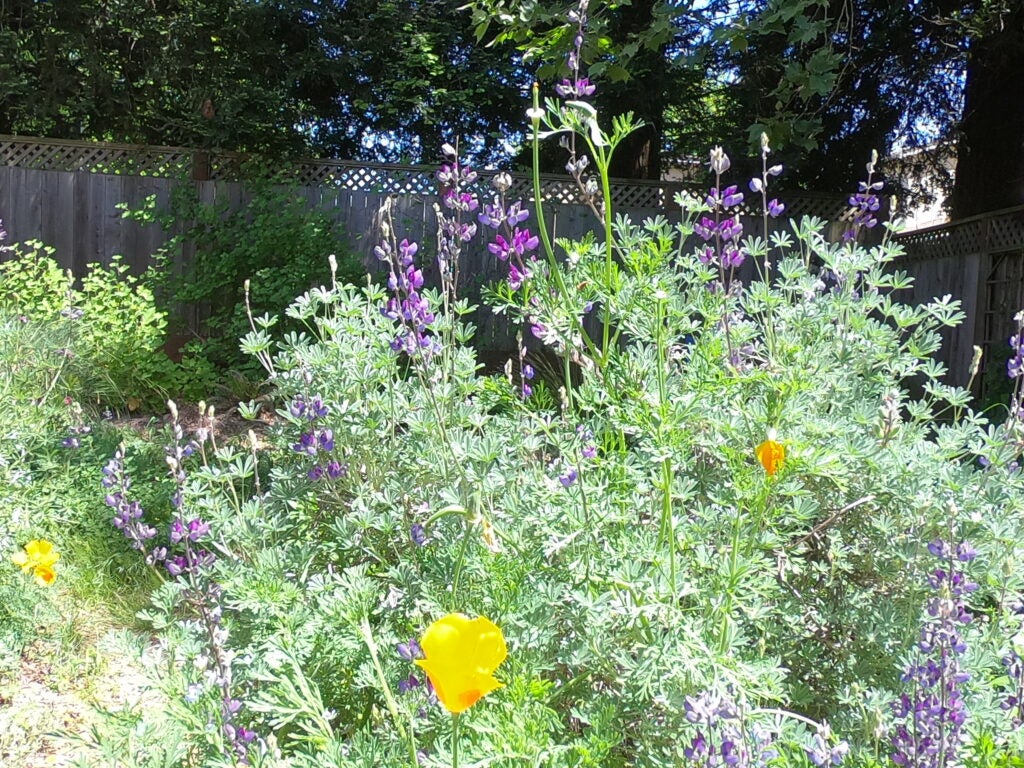 Lupine plant with purple flower spikes, orange California poppies bloom nearby
