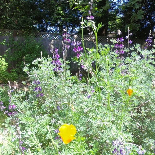 Lupine plant with purple flower spikes, orange California poppies bloom nearby
