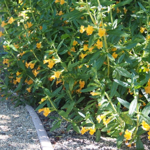 Orange flowers bloom on small shrubs along a path in a garden setting