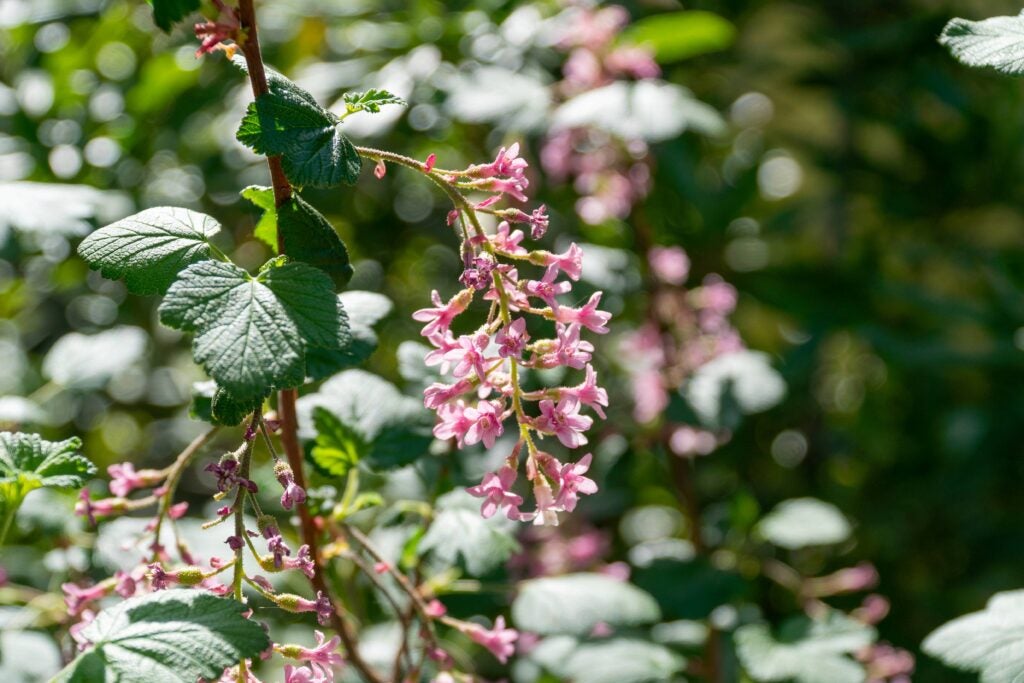 Close up of a cluster of pink, dangling flowers amidst green foliage in dappled shade