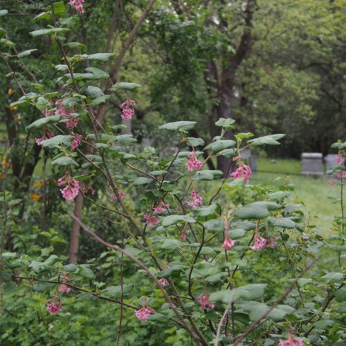 Green shrub with maple-like leaves and dangling clusters of pink flowers in a natural setting and an oak tree in the background