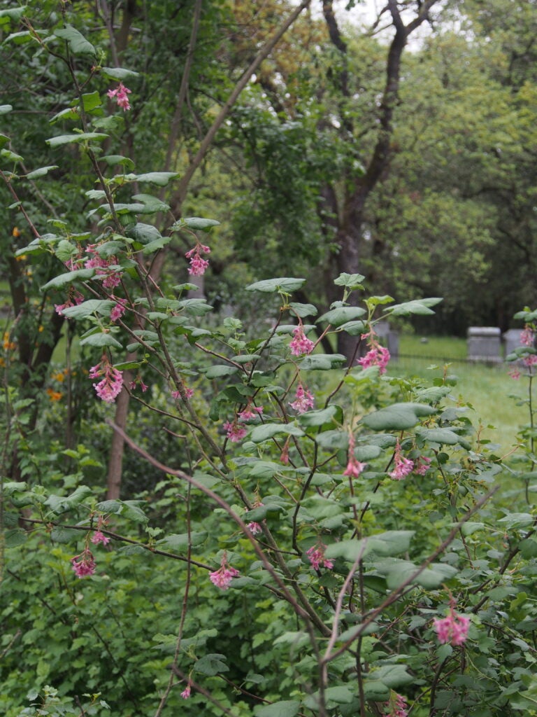 Green shrub with maple-like leaves and dangling clusters of pink flowers in a natural setting and an oak tree in the background