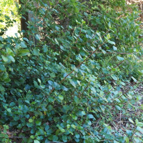 Low growing green shrub in a shaded natural setting