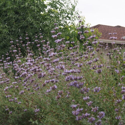 Lavender flower whorls bloom above grayish green foliage