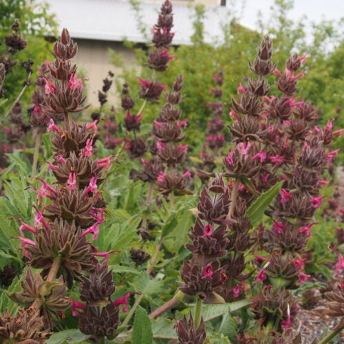 Whorls of magenta flowers rise above green foliage in a garden setting