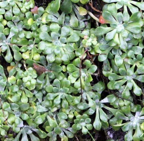 Grayish blue green low-growing succulent foliage