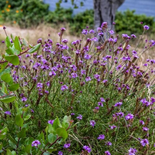 Verbena lilacina 'De La Mina' flowering next to Rhus integrifolia in California native plant garden