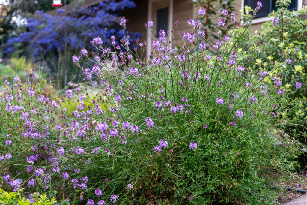 Purple flowering shrub with blue flowering shrub in background