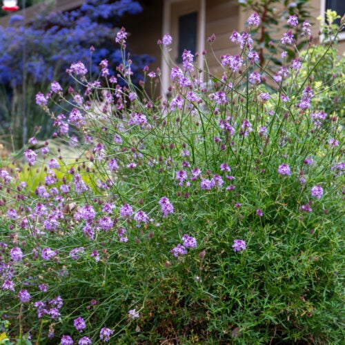 Purple flowering shrub with blue flowering shrub in background