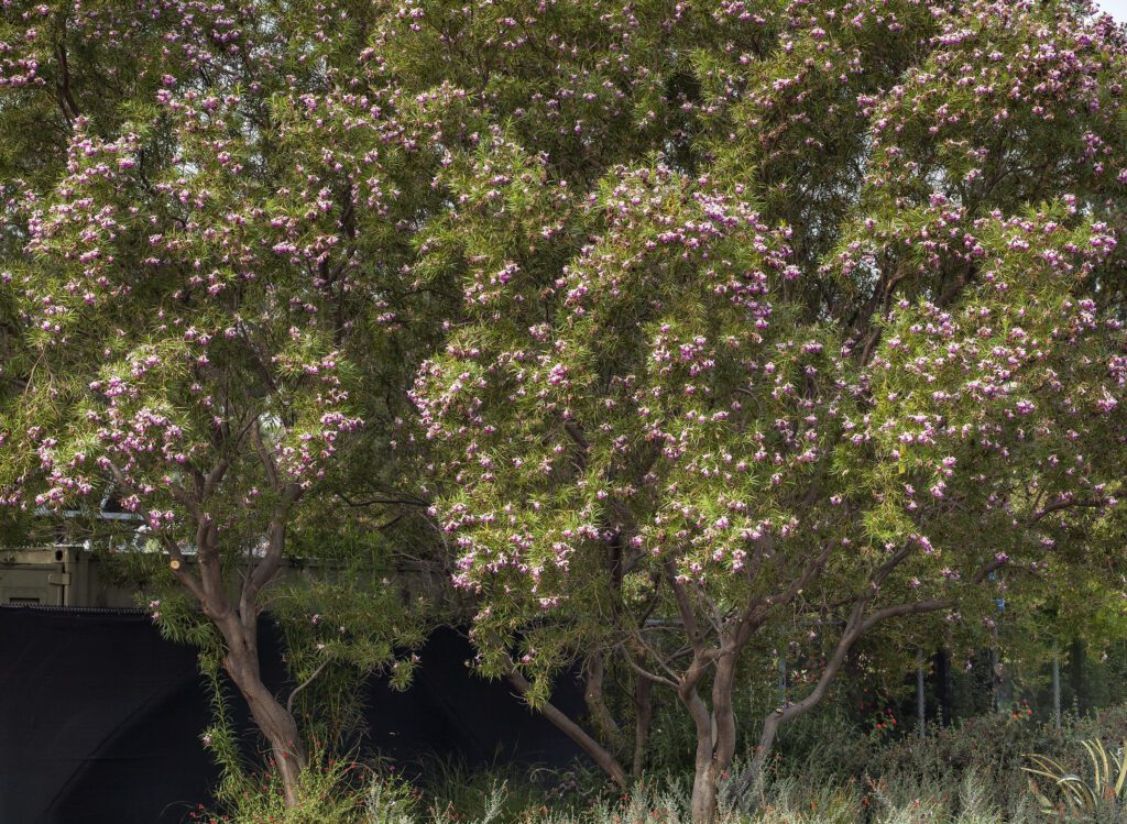 Desert Willow with pink flowers