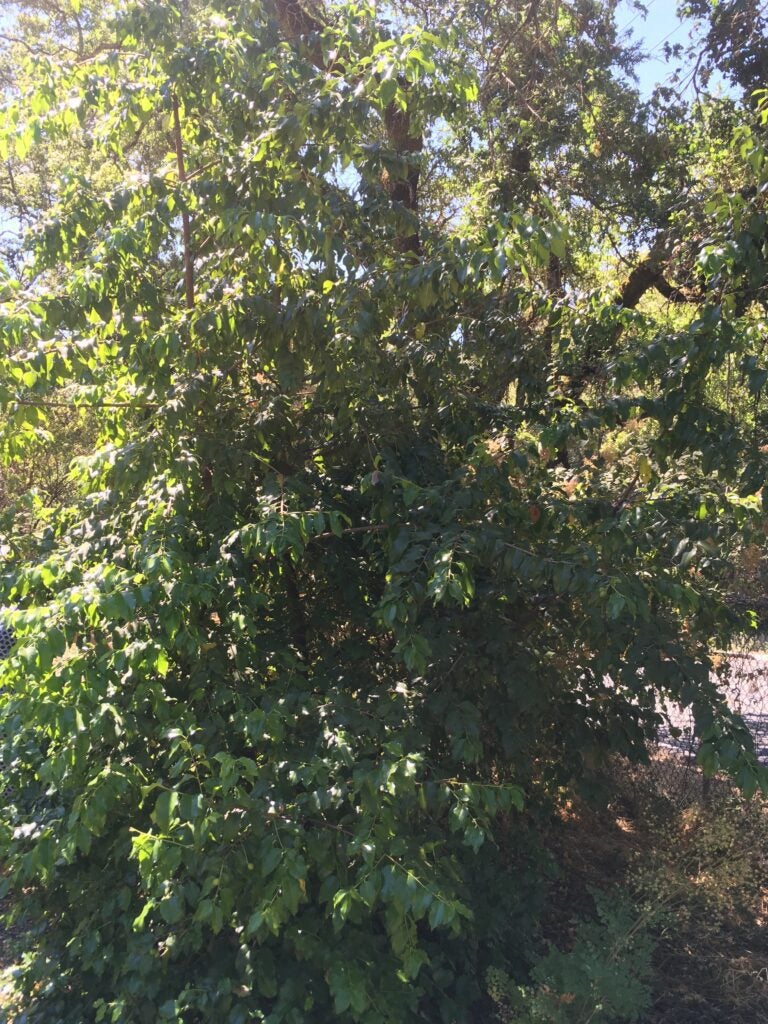 Close-up of the holly leaf cherry's spiny green foliage
