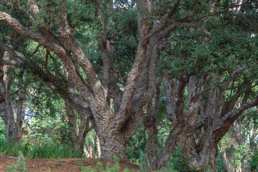A cork oak tree with mottled brown bark and vibrant green foliage.